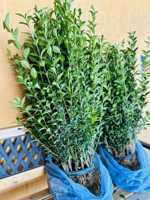 Lemn cainesc Pentru un gard viu minunat ! ligustrum ovalifolium