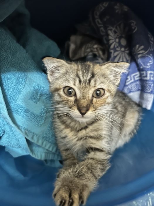 Отдам котенка бесплатно в добрые руки