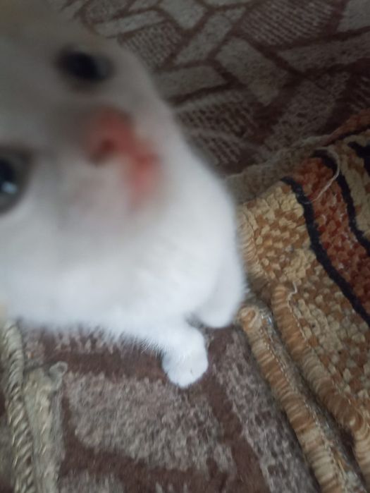 Отдаю котят в добрые руки.