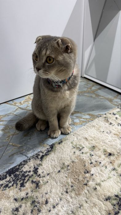 1 кошка для вязки