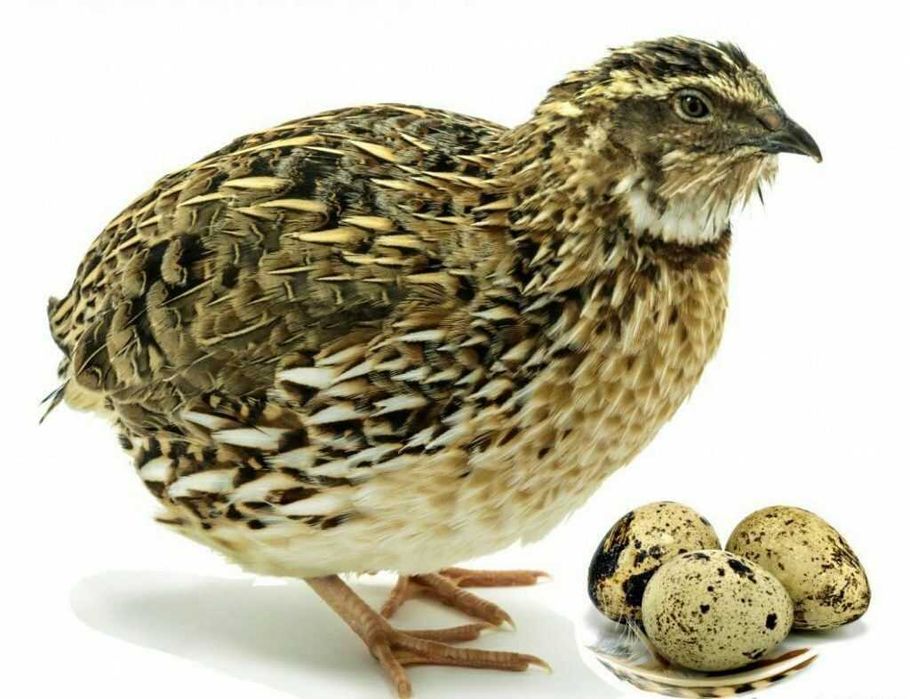 Янги тухумга кирган Беданалар сотилади.