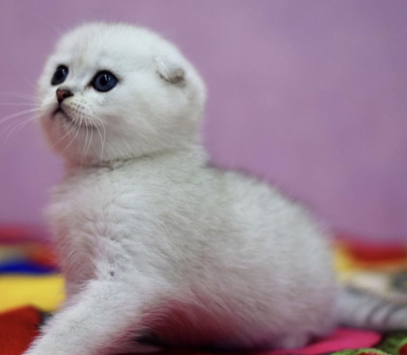 Котята плюшевые шиншилята