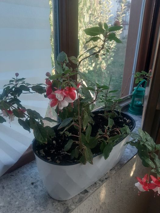 Комнатные растения в ассортименте