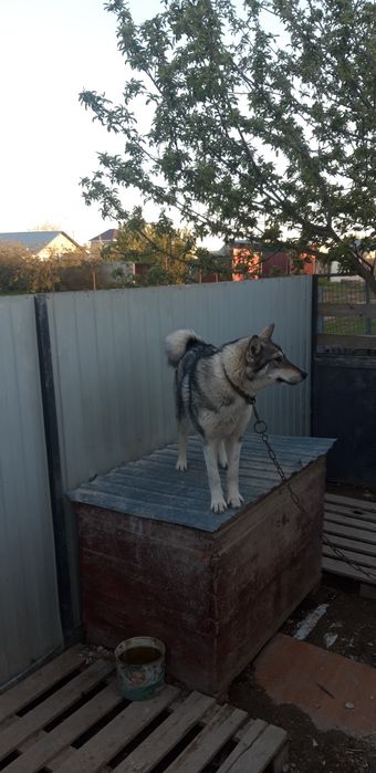 Западно Сибирский Лайка