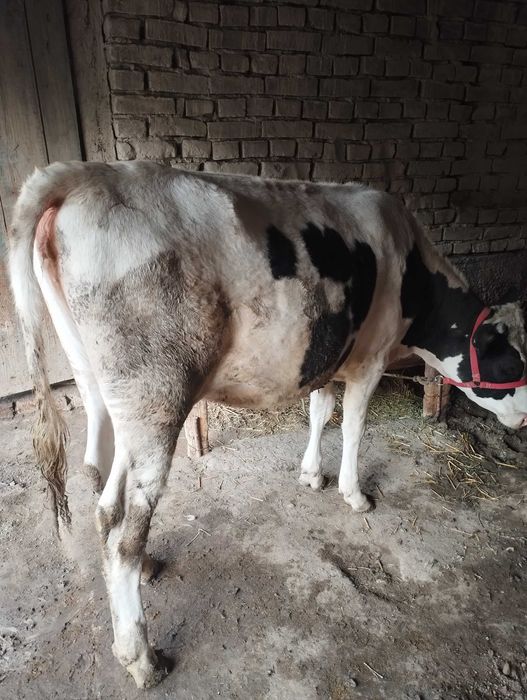 Mol modda ayol 125 buyi eni 1 metrdan uzun halol