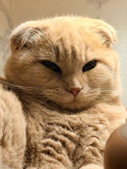 mushuk Кошка девочка СРОЧНО