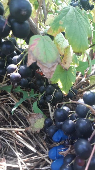 Участок земли в городе