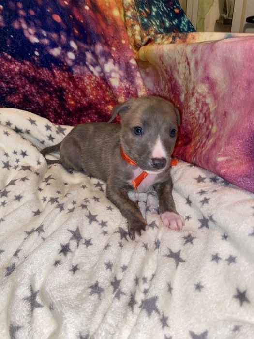 Щенки стаффордширского терьера