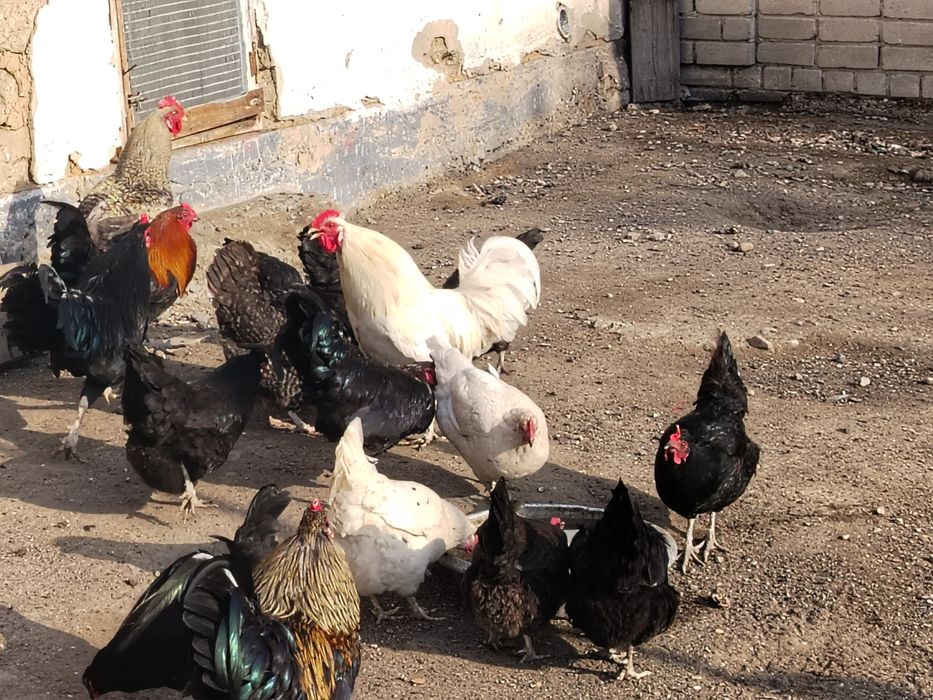 Куры Питухи Тауык