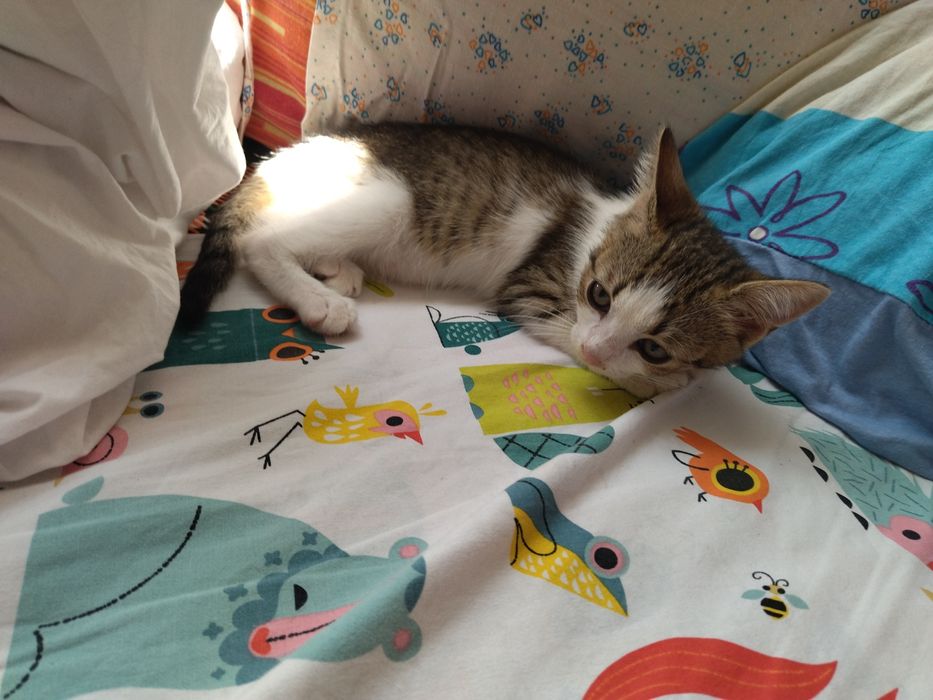 Подарявам красиви котета