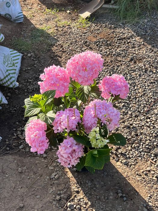 Широкий ассортимент расстений г Астана