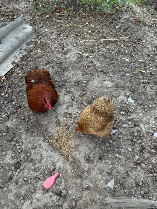 Продам карликовых кохов