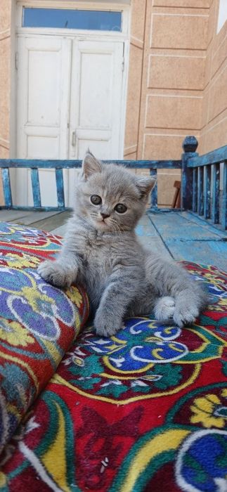 Продаются котята британская шиншилла.