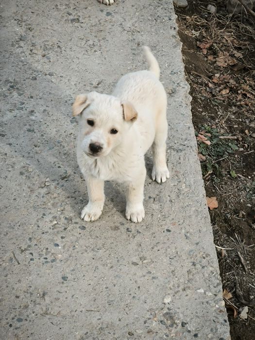 Отдам щенков в хорошие руки