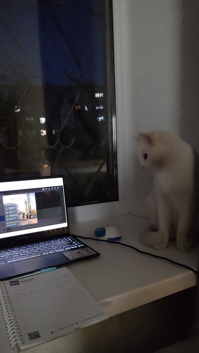 Ищем дом для белоснежного котика