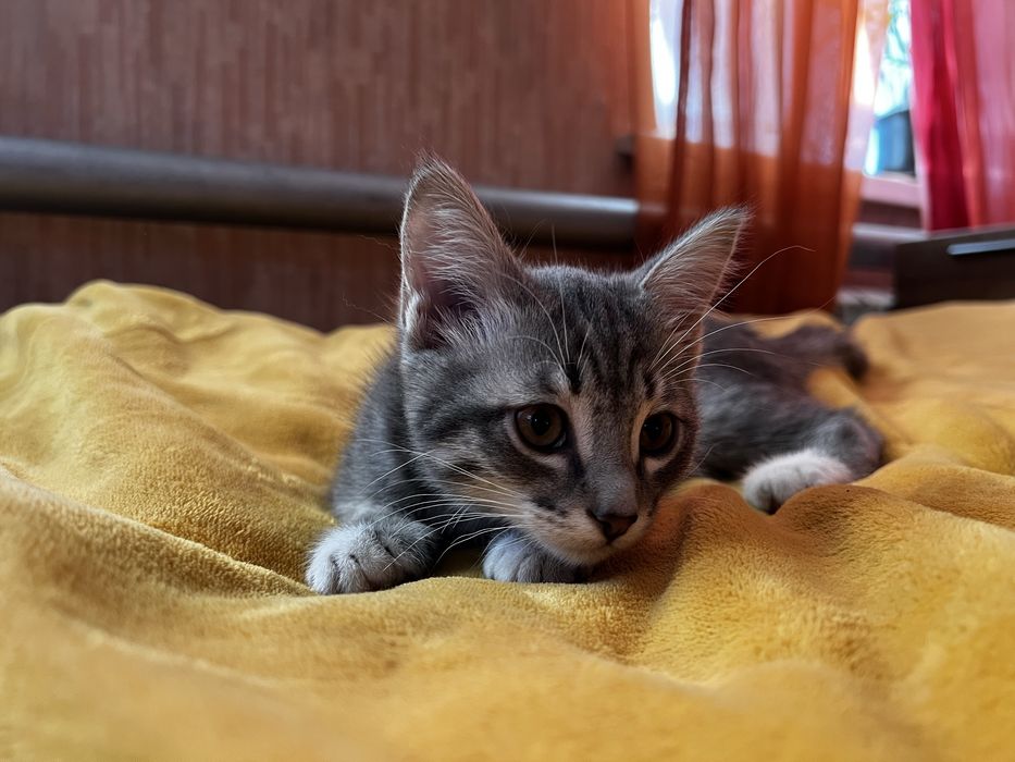 Котята. Отдам в хорошие руки