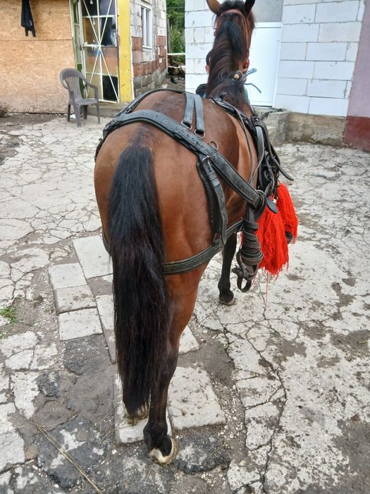 Vând mânz de un an si 8 luni