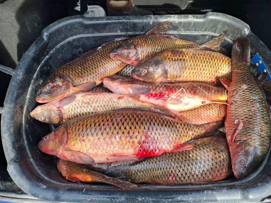 сазан 1900тг кг свежий