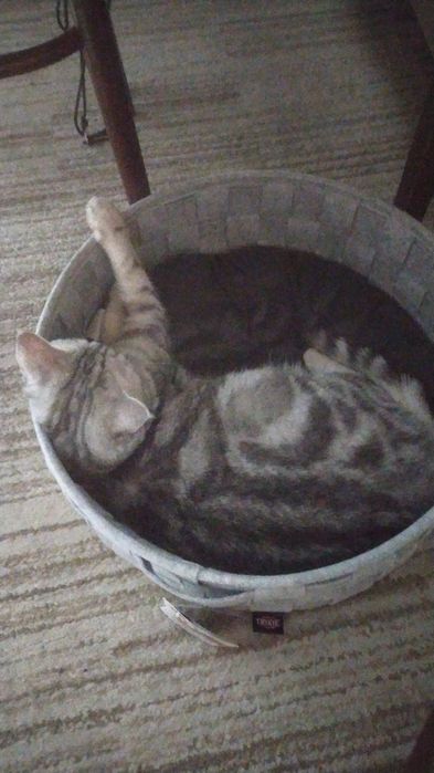 Лежанка для кошек или собачек