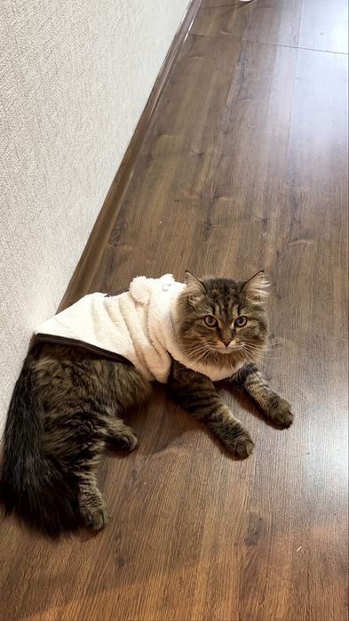 Продаётся кот породы сибирская