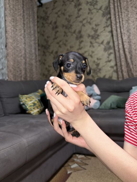 В продаже щенки той терьера