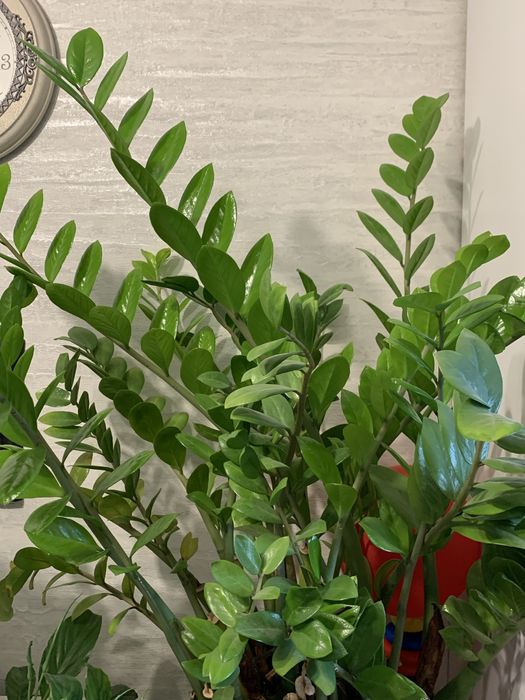 Продам долоровое дерево