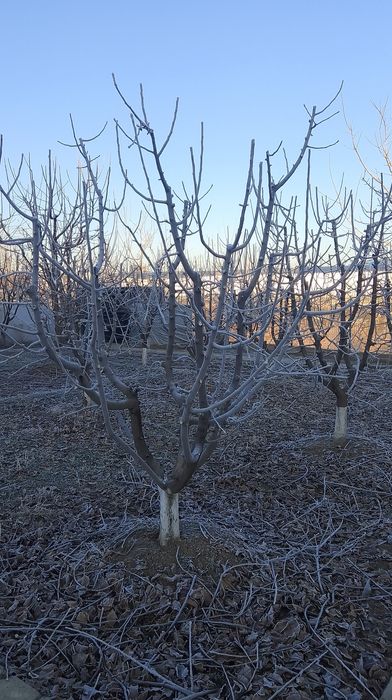 Daraxt kesish va Malakali Bogʻbon xizmati
