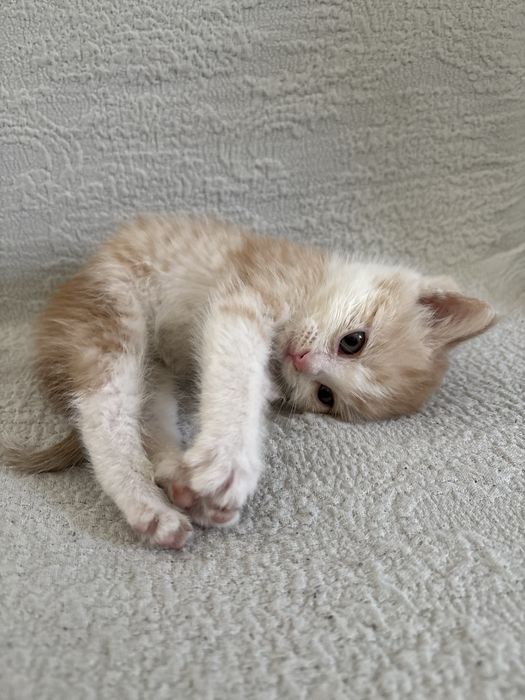 Отдам котёнка в добрые руки!