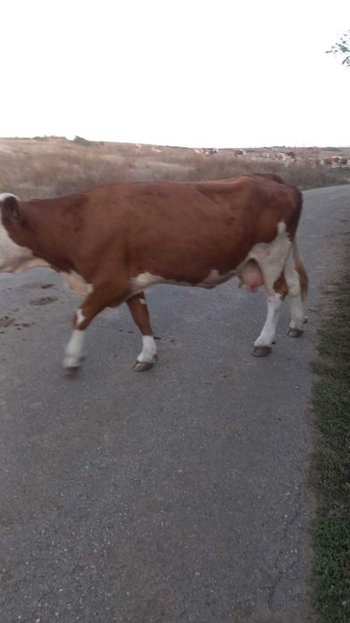 Vaca de vânzare