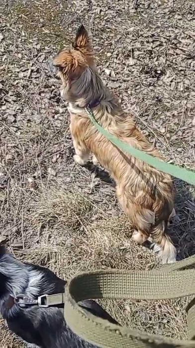 Собачки в ответственные руки