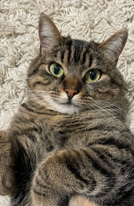 кот в добрые руки