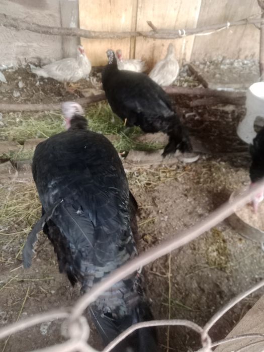 Индюки Гибрит 3 самки 1 самес