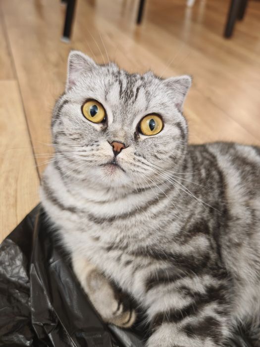 Шотландская кошка
