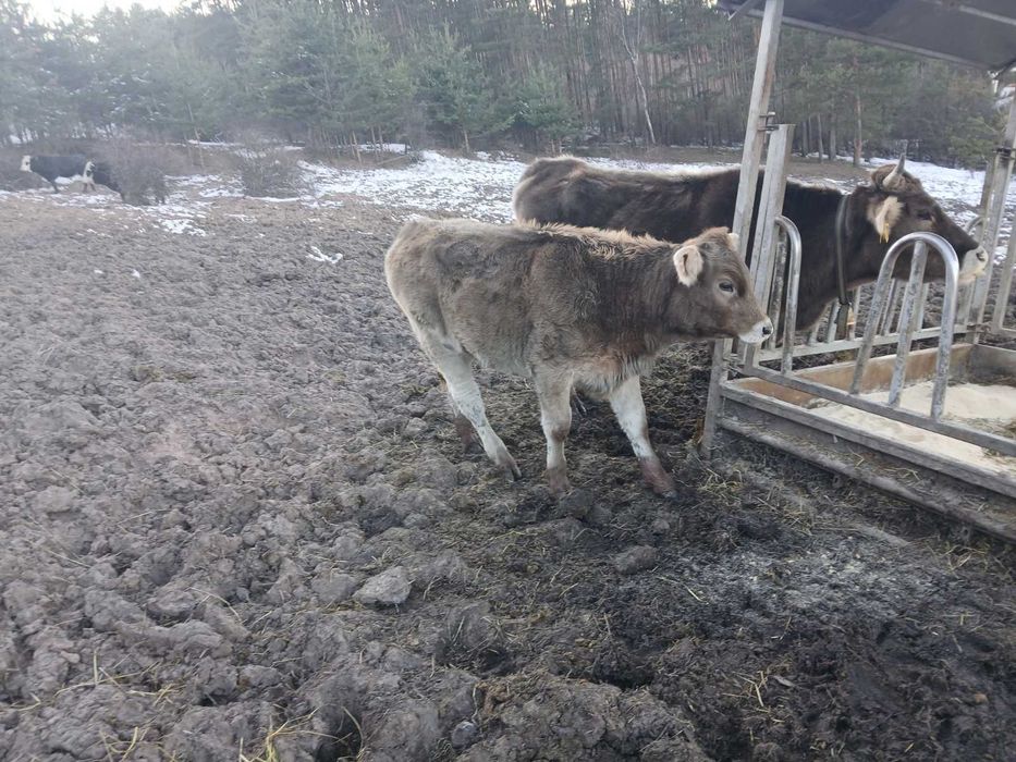 Продавам БИО телета