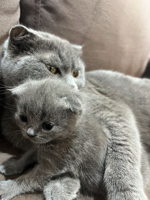 Брон котят Шиншила