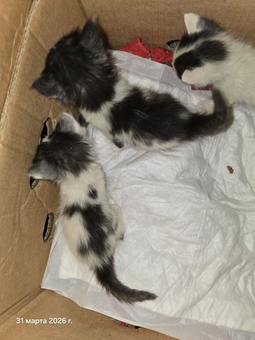 Котята бесплатно