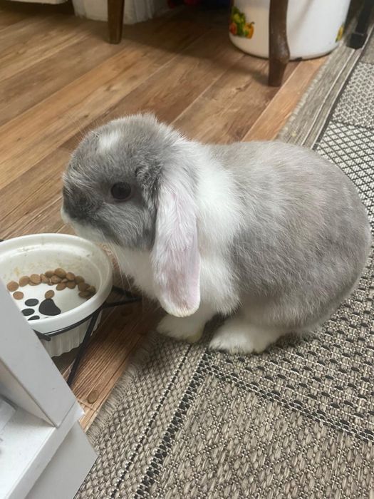 Декоротивный кролик