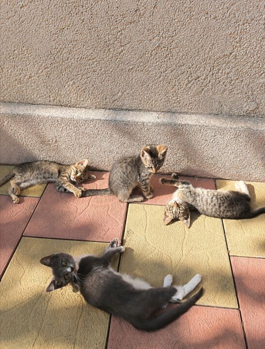 Spre adopție - Constanța