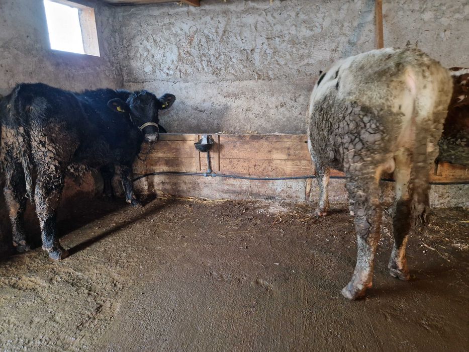 Tăurasi de vânzare