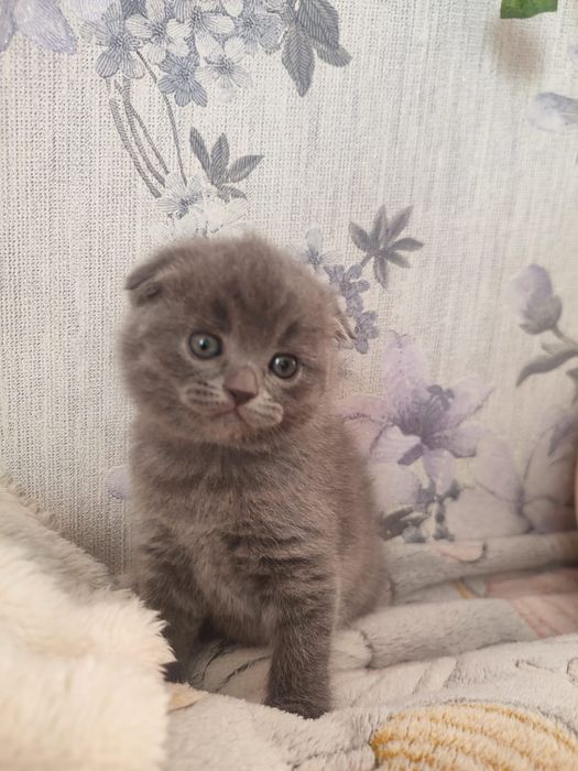 Продажа Британских котят