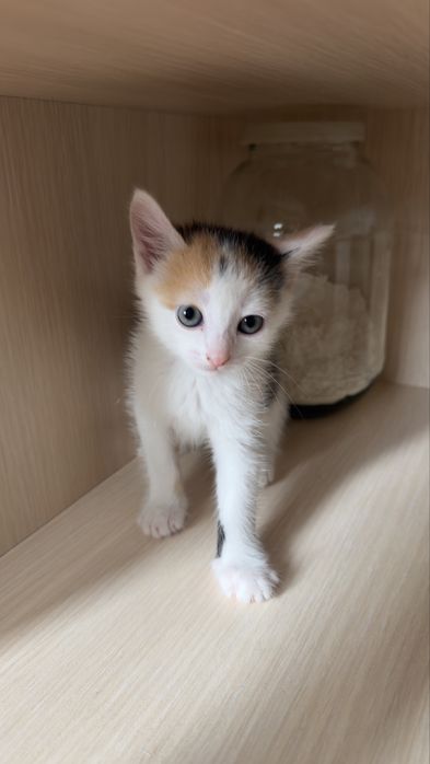 Отдам котят 3дев 1 мальчик