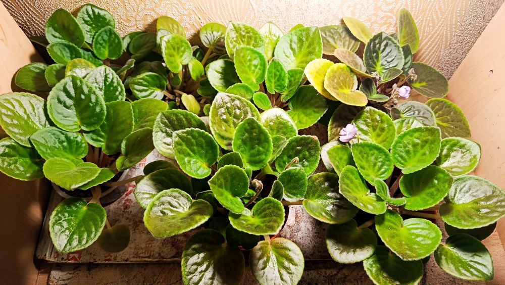 Комнатные растения