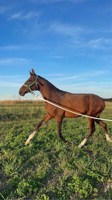 Жеребенок , Лошадь , Жеребец