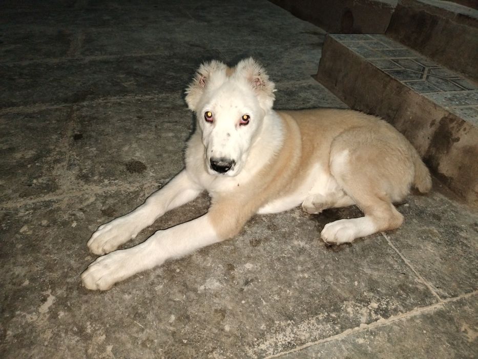 Туркман кучук эркак 3 ойлик