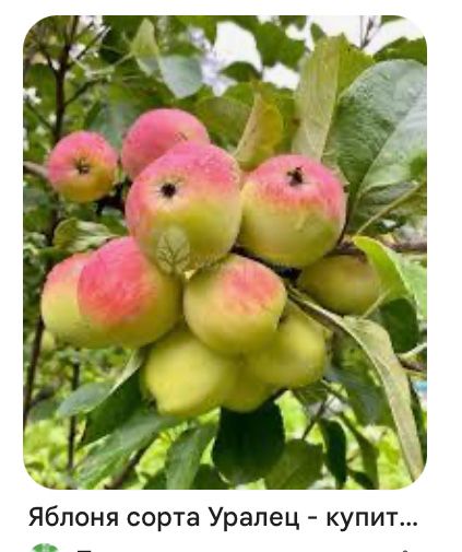 Яблони , груши, слива