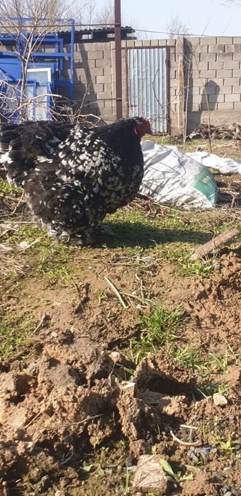 Продаётся кохинхин