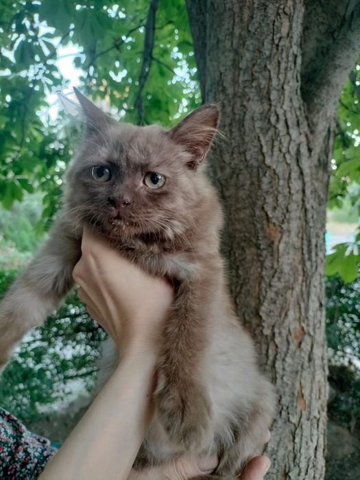 Котята бесплатно Тараз