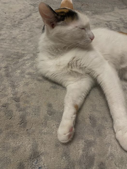 Отдам кошку в добрые руки !