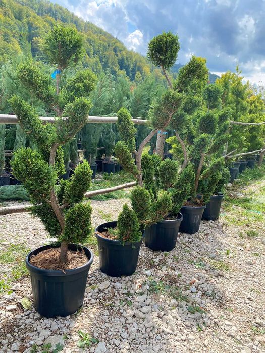 Plante Rezistente pentru Amenajări Durabile