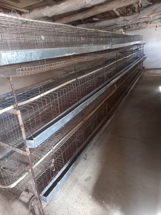 Tovuq kletka sotilad